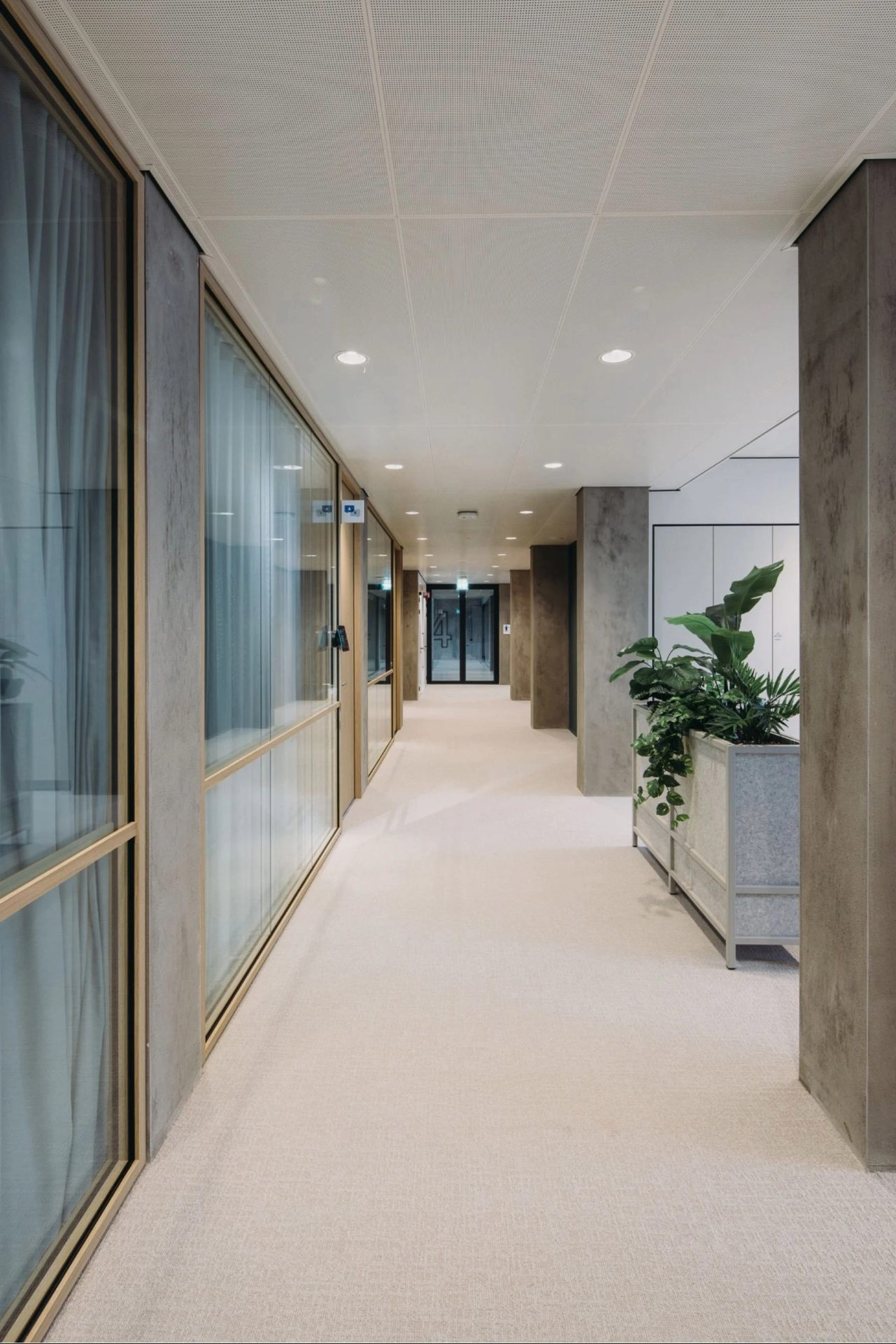 Couloir avec moquette et plafond clair à gauche des salles de réunion cachées par des rideaux et à droite une plante.